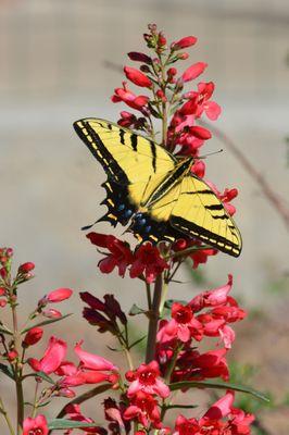 Invite pollinators to your garden.