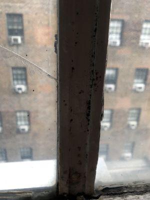 Even mold near the window air conditioner