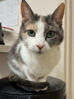 North College Road Animal Hospital