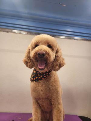 Totally Groomy Mobile Pet Salon