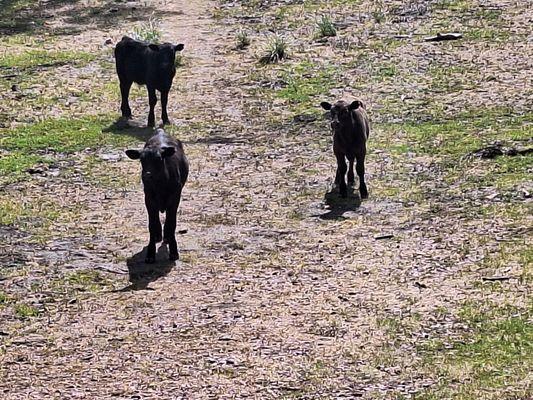 Wehinahpay Mountain Camp