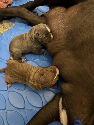 East Side Exotic Pitbull