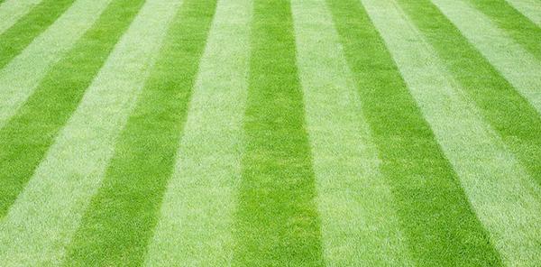 Lawnscapes
