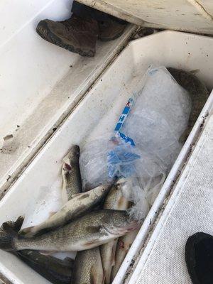 Shelly and Jimbos Ice Cream Treats