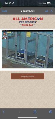 All American Pet Resorts- Royal Oak