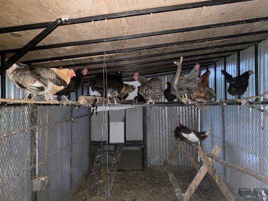 Sunshine Pet Sitting