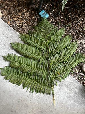 Hiriarte's Indoor Cleaning Services