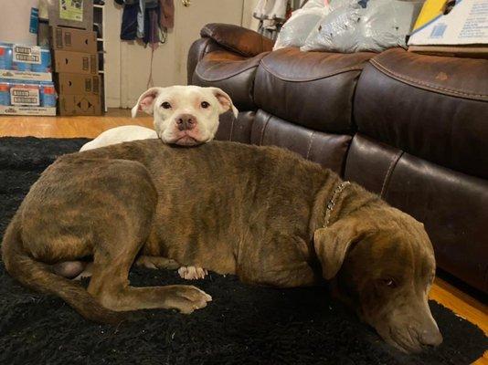 Cera’s Petsitting Service