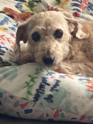 Faithful Friends Home Vet