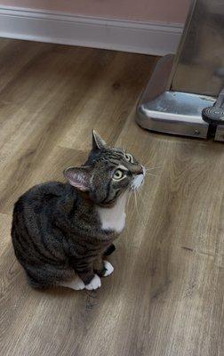 Animal Clinic of New York