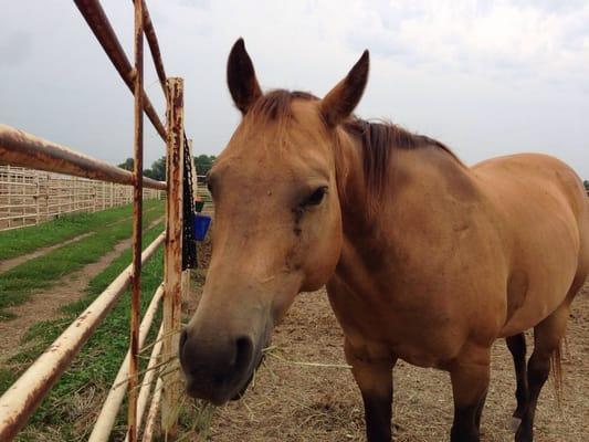 Willow Springs Ranch