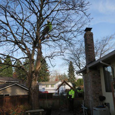 Directional pruning of a Crimson King (Acer platanoides) Maple from house and chimney.