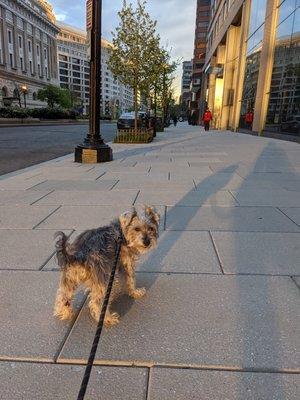 G's Dog Walking