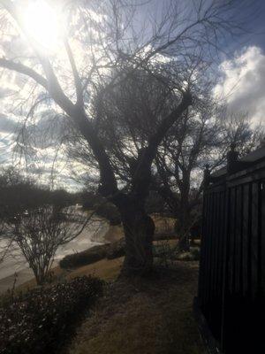 Felix Tree Specialist