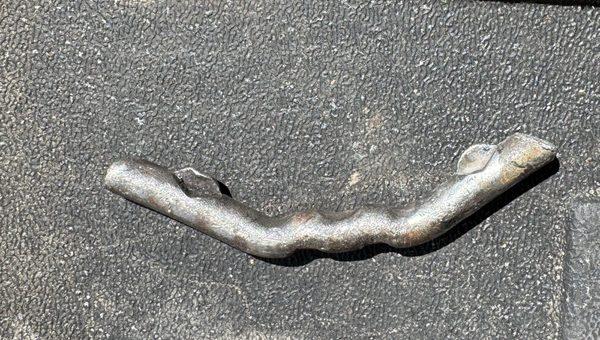 The culprit after removal.