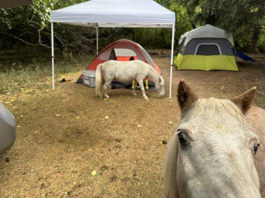 Ponies visited campsite