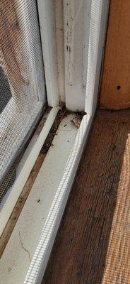 Windows, dust and bugs...Tiffany's Resort, Cabin 5.