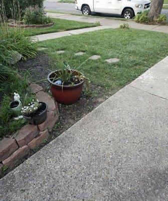 Blue Trees Landscape