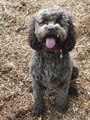 Nancy's All Inclusive Pet Care