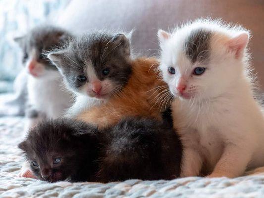 Middleburg Humane Foundation