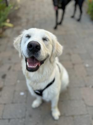 Canine Insight Institute