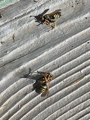 Lost Coast Pest Control