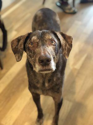 VetCare Animal Hospital