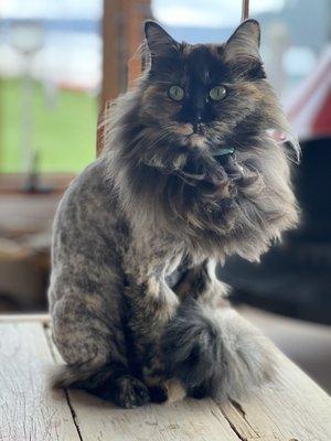 Beautiful lion cut on my long haired little one