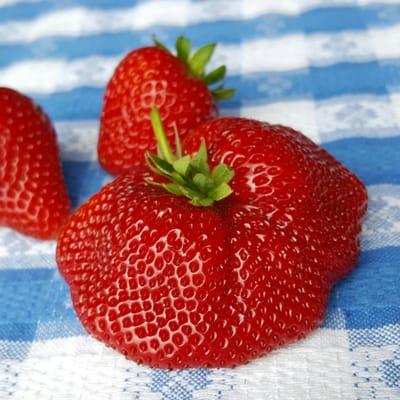 Really big strawberry!
