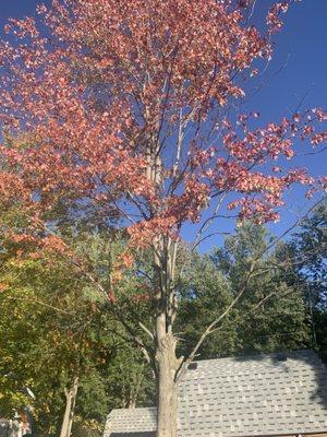 Coffey’s Outdoor Services