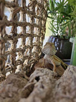Bearded Dragon
