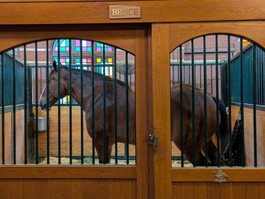 "Bruce" is one of the Budweiser Clydesdales.