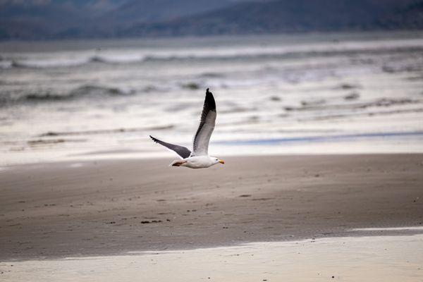 Morro Strand State Beach