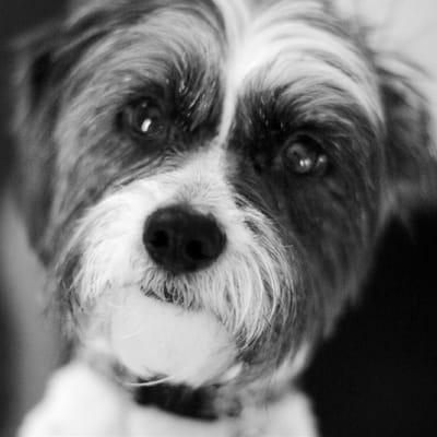 Plontzie's Mobile Pet Grooming