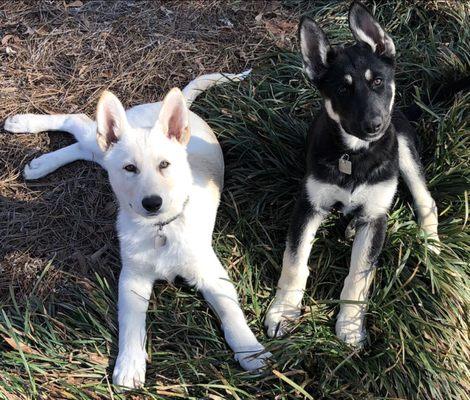Customized K-9 Professional Dog Training