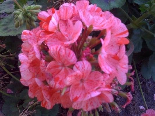 Westside Church of Christ