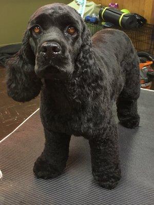 Pine Street Pet Grooming