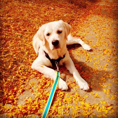 Best In Home Dog Services