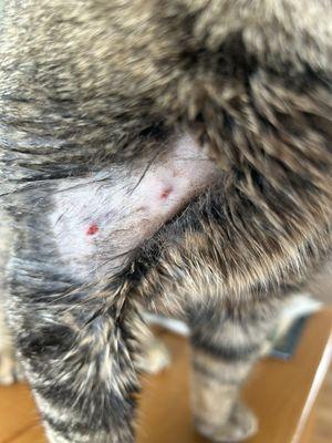 Elk Creek Animal Hospital of Bullitt County