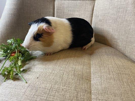 Animal Health Center