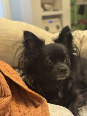 Jeana's Dirty Dog Salon