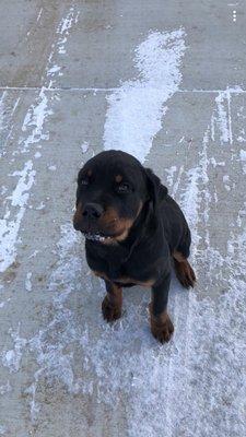 Elevate Pet Sitting & Services