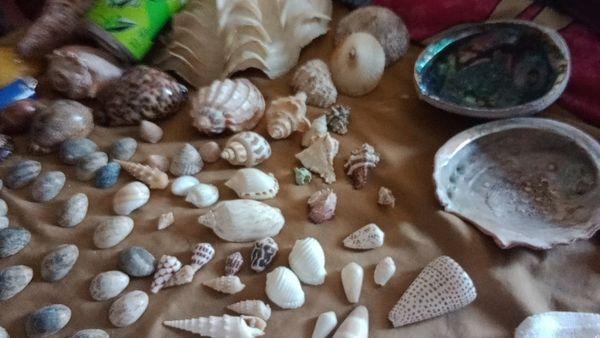 Abolone mixes with limpets and cones shells