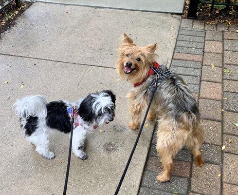 Kriser's Natural Pet