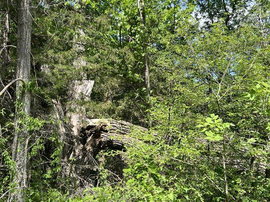 Lee G. Simmons Conservation Park & Wildlife Safari