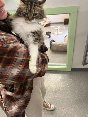 Animal Rescue Project