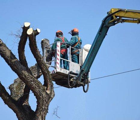Montgomery Tree Trimming & Removal Service