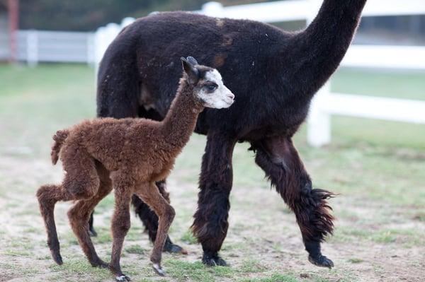 VVF Areia a beautiful cria!