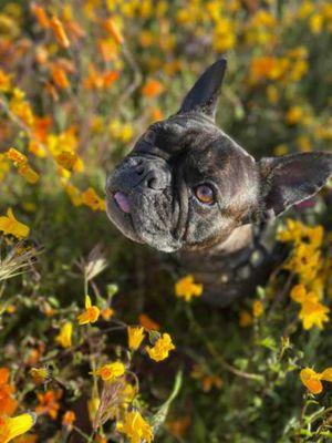 Doggy Adventures - Choice Avocados Ranch