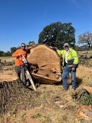 Huge Oak in Wilton, CA